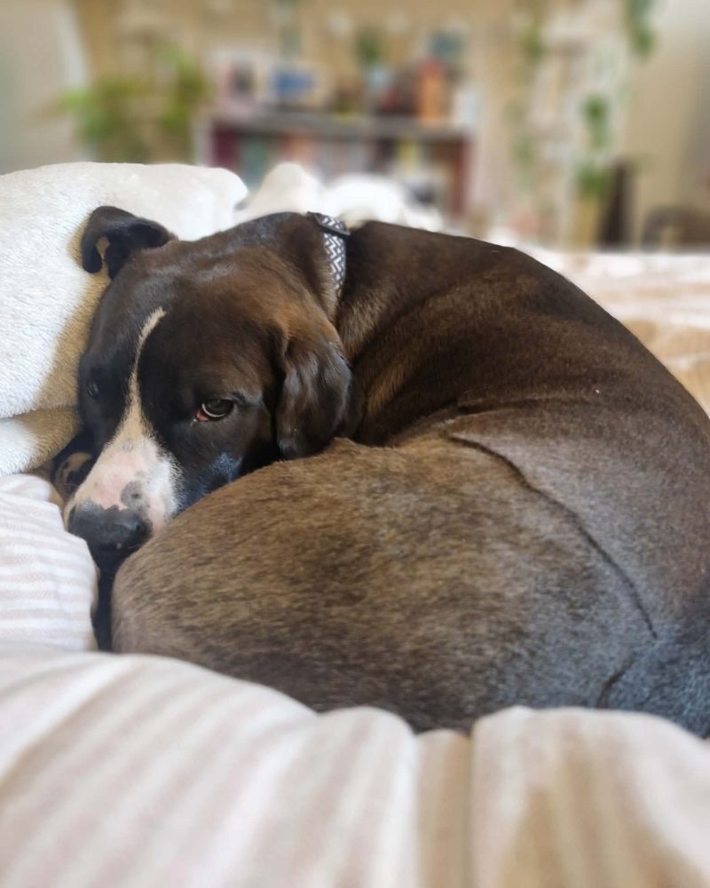 Livingston curled up in bed