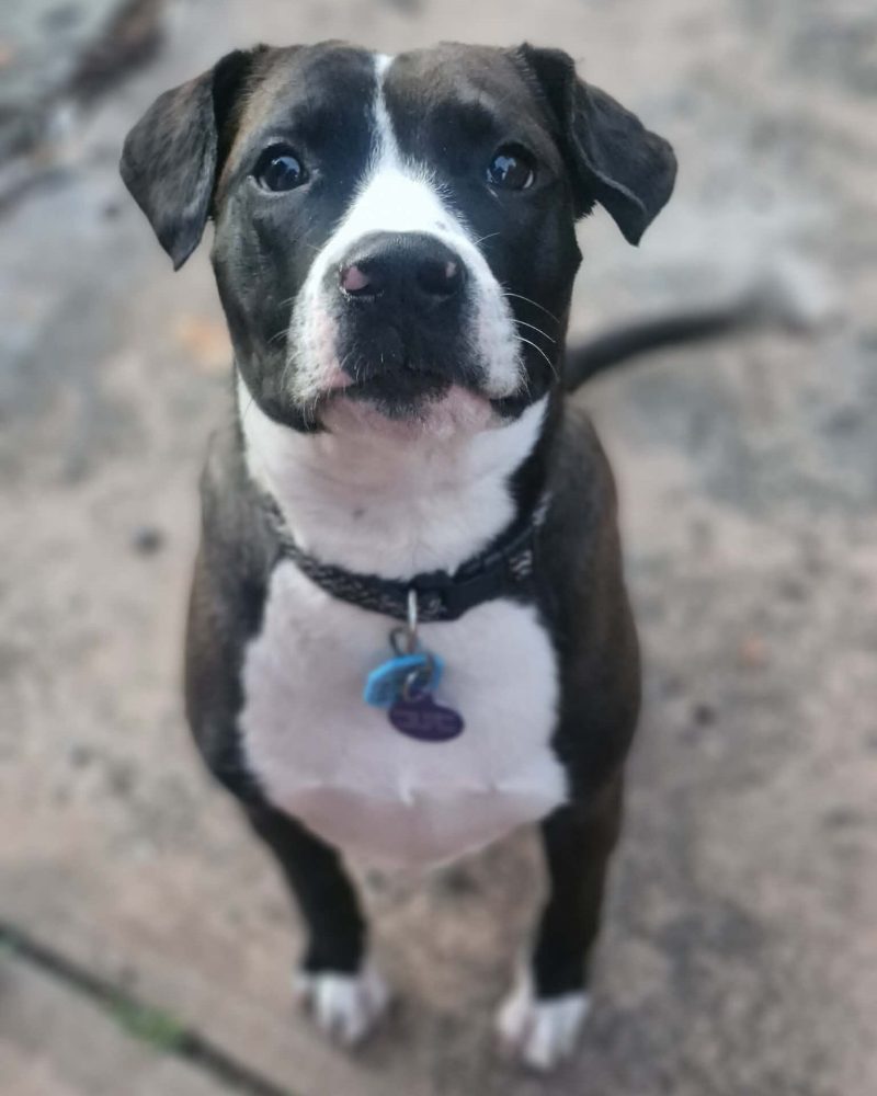 Livingston sitting nicely and looking at the camera
