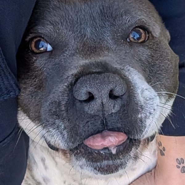 Loki close up