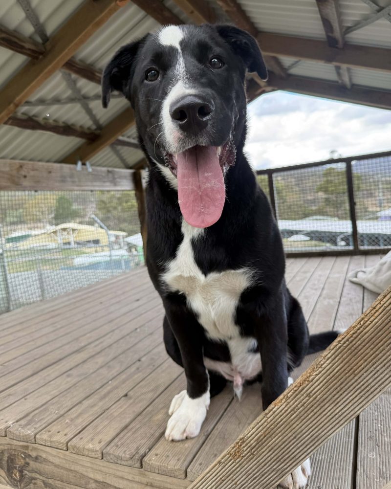Louie sitting on decking with tongue out