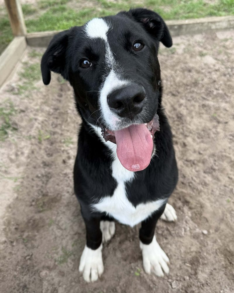 Louie sitting outside in a sand pit