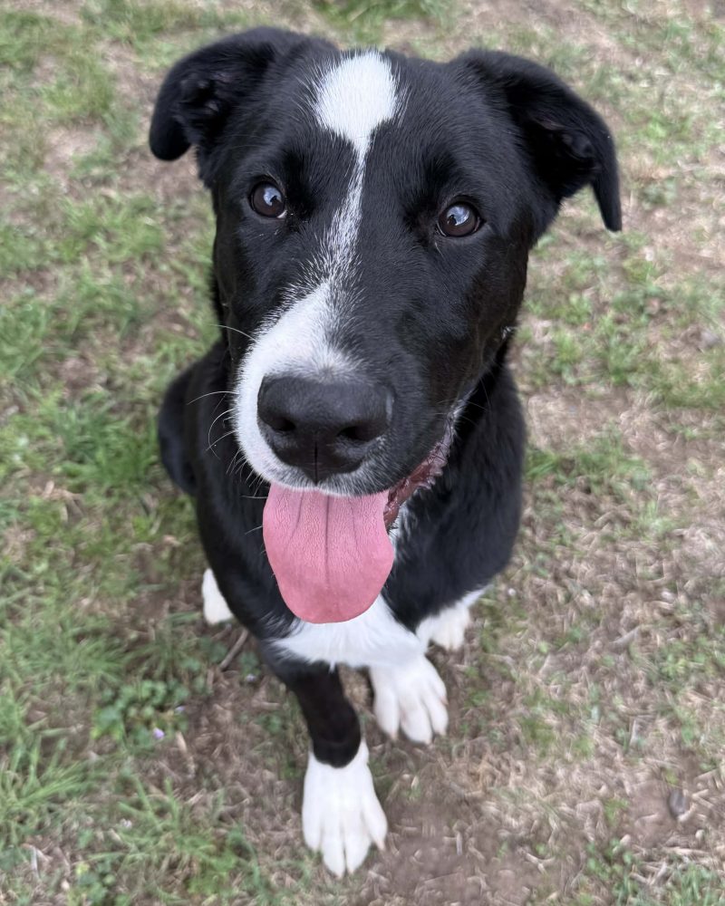 Louie sitting outside with his tongue out
