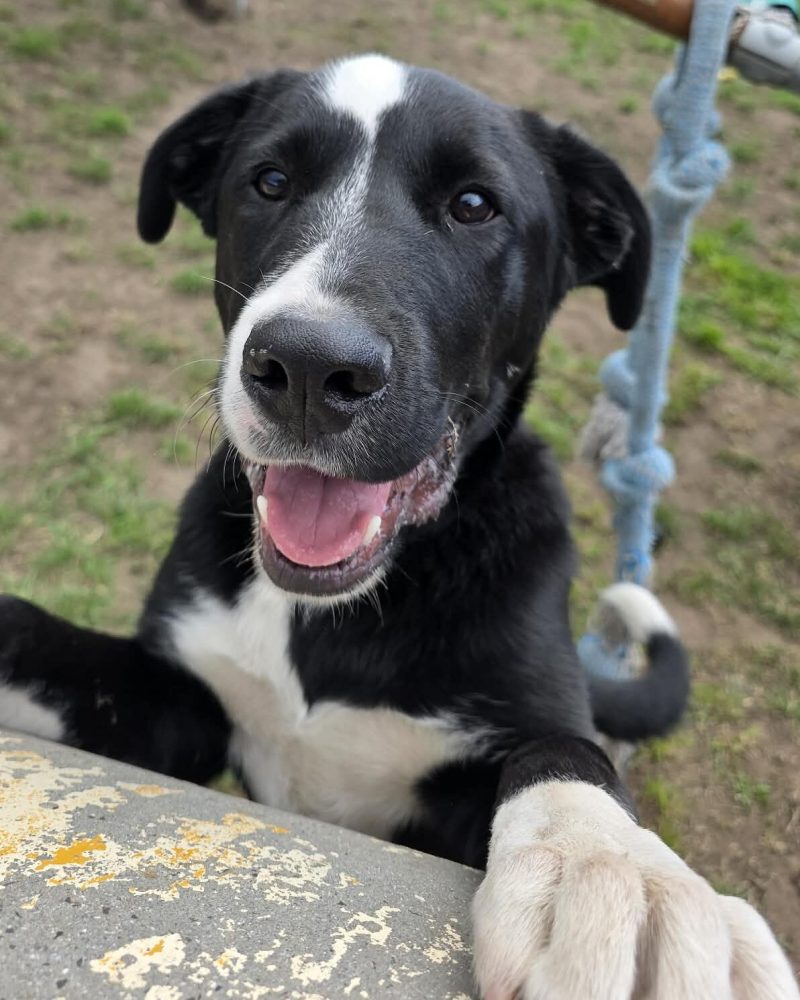 Louie with paws up on tunnel