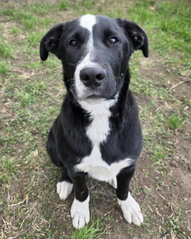 Louie sitting outside looking serious