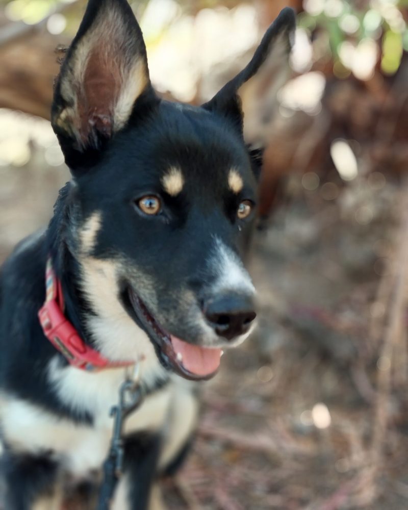 Lucky looking to one side