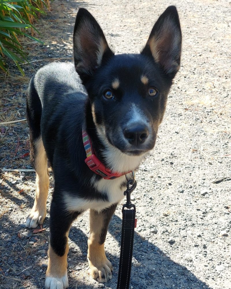 Lucky standing outside in the shade looking at the camera