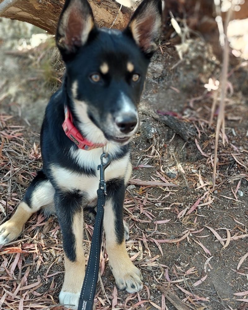 Lucky outside showing off his sit