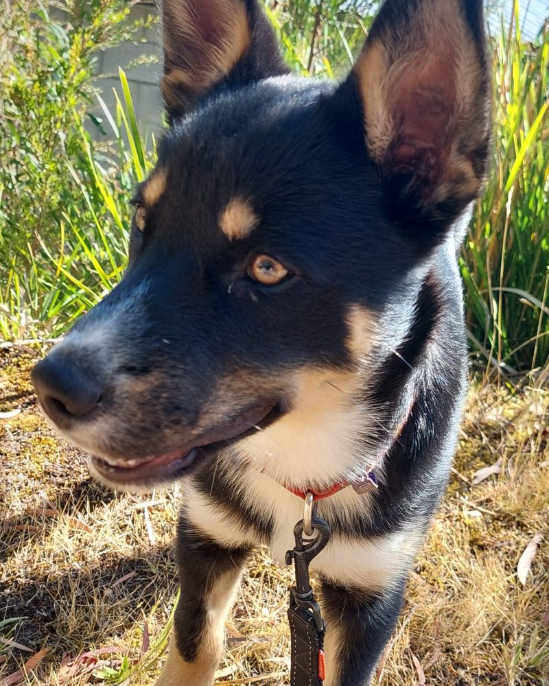 Lucky standing outside in the sunshine