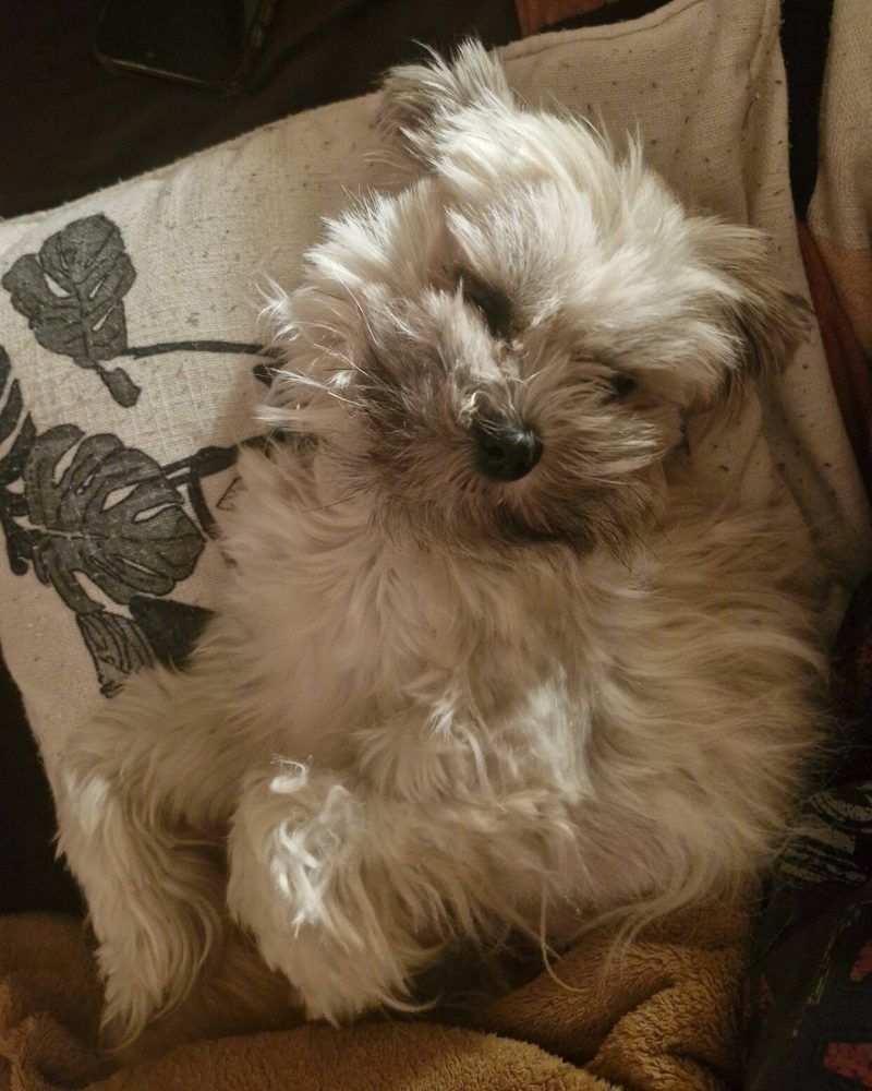 Lucy curled on the couch