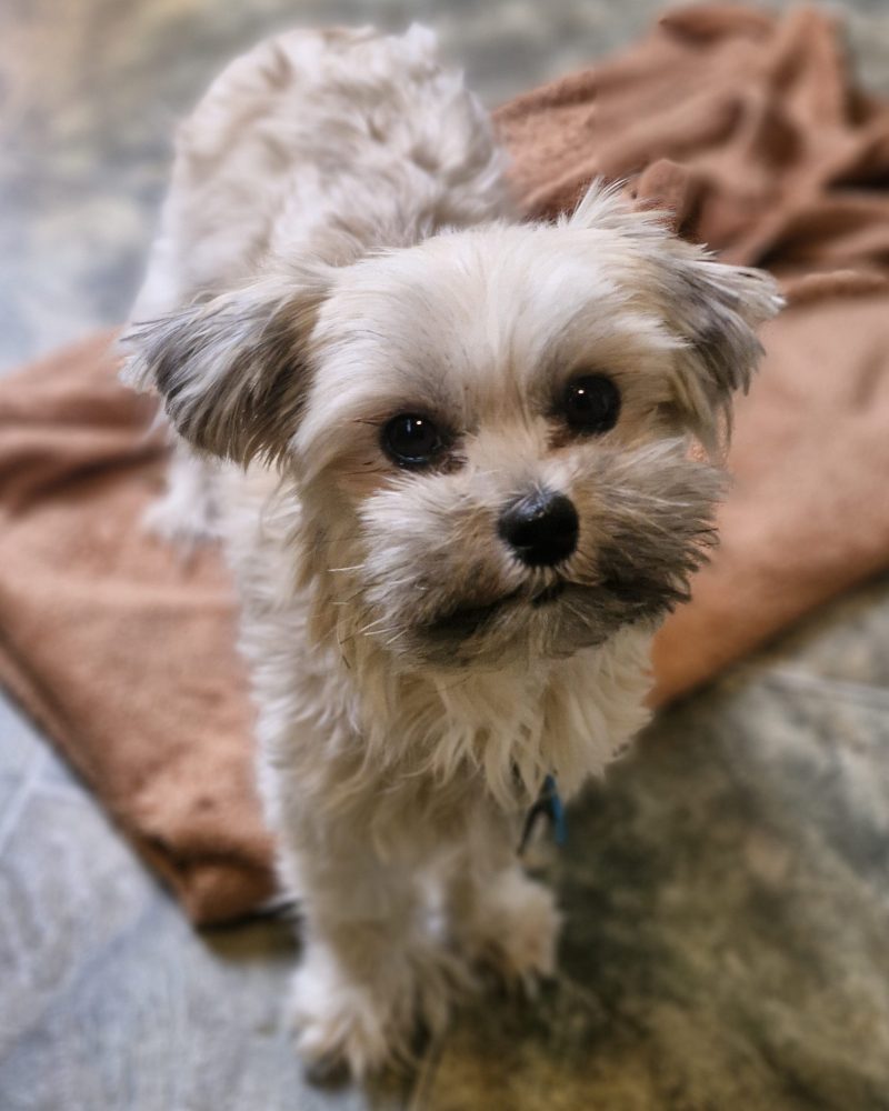 Lucy standing on a blanket looking the camera