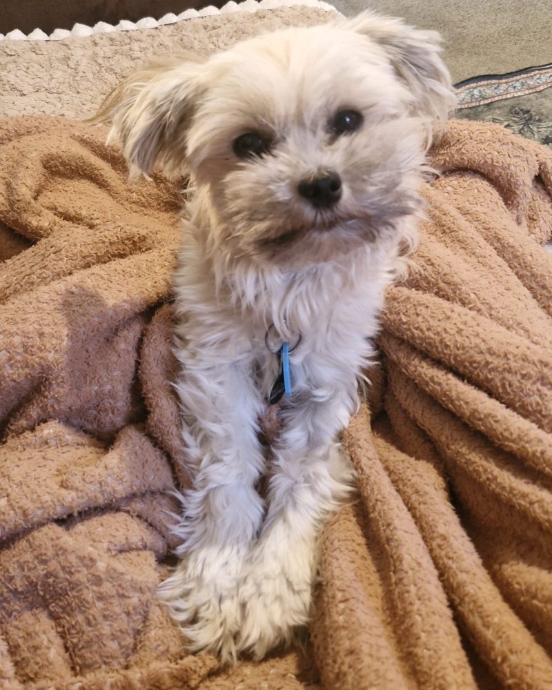 Lucy lying on her dog bed