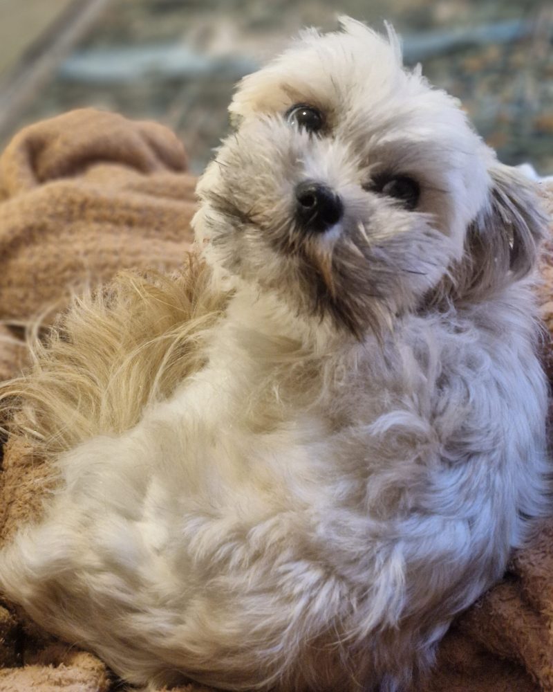 Lucy curled up on a blanket looking up at the camera