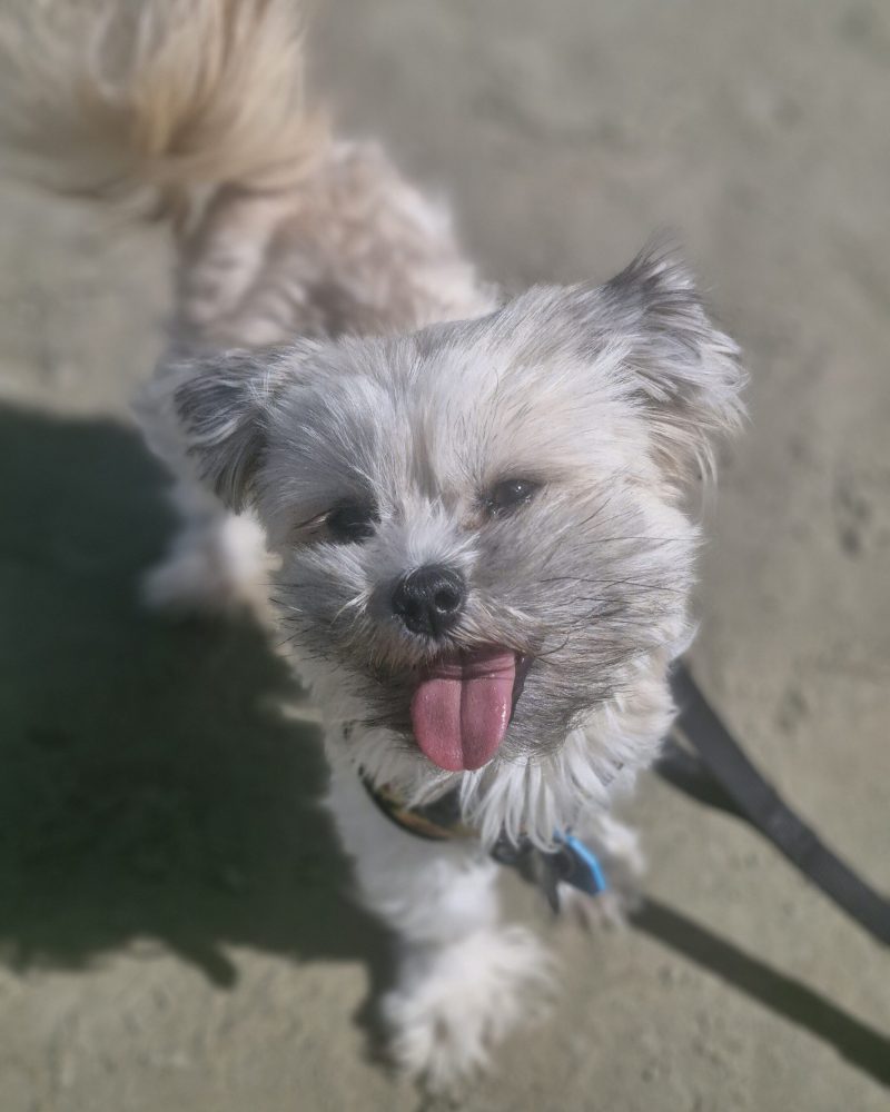 Lucy at the beach looking up at the camera with her tongue out