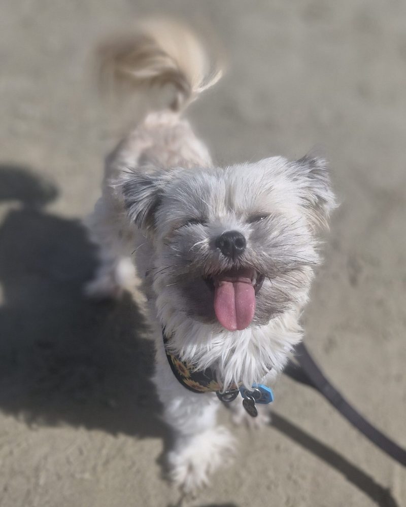 Lucy at the beach looking up at the camera with her tongue out