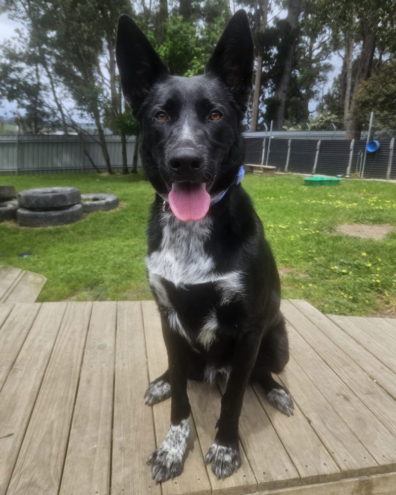 Luna sitting waiting for a treat
