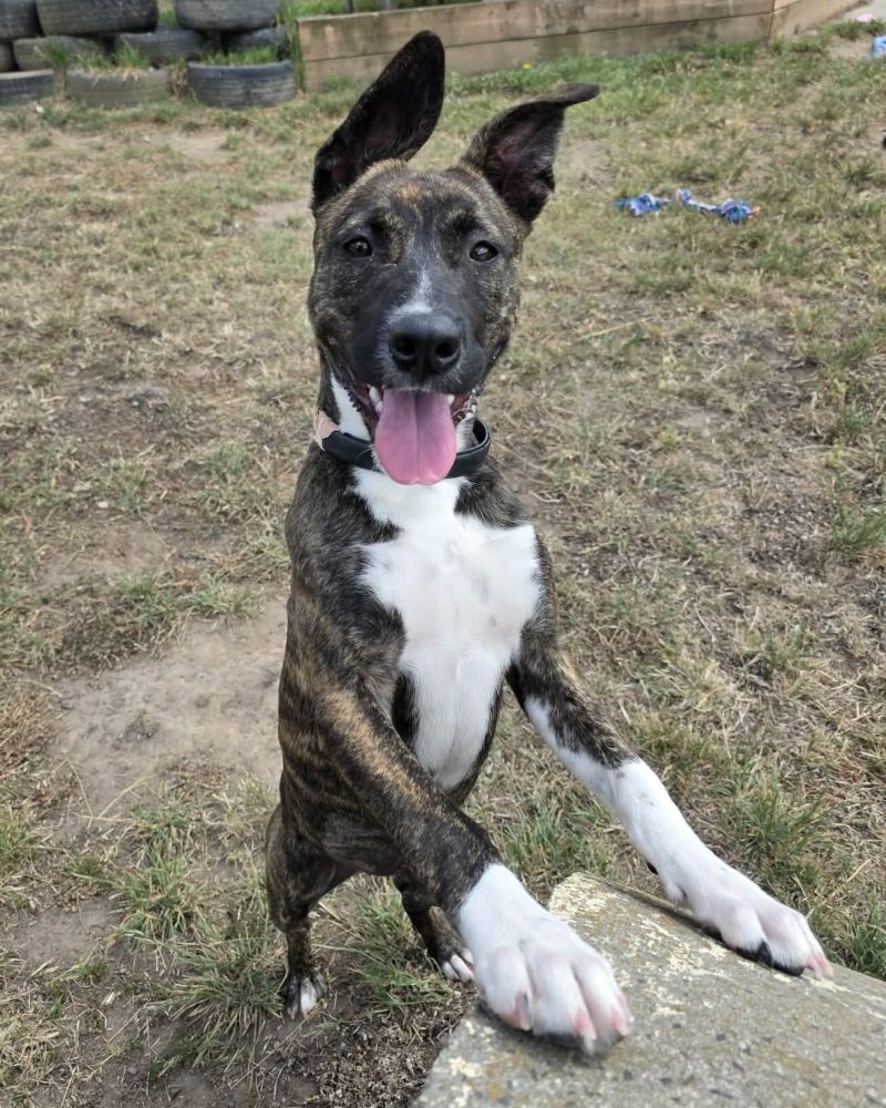 Luna outside standing on her back legs with her front paws up on a play tunnel