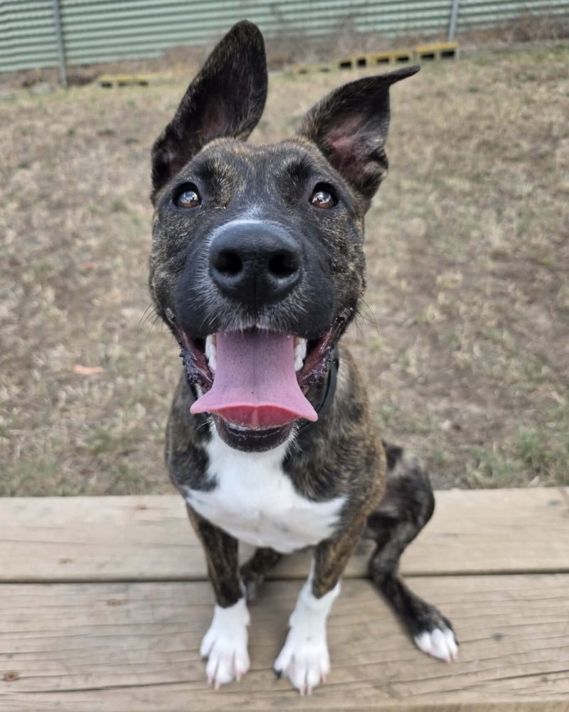 Luna sitting outside looking at the camera