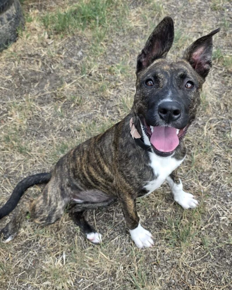 Luna sitting outside looking happy in side profile