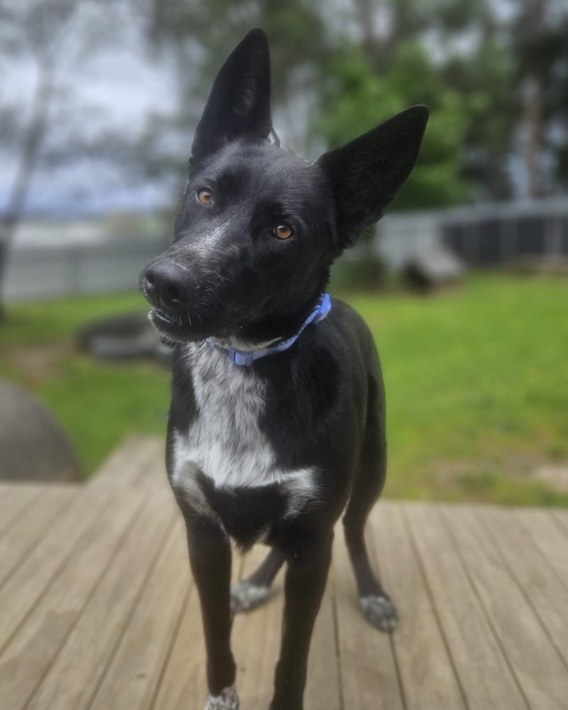 Luna posing for her photo with a cute head tilt