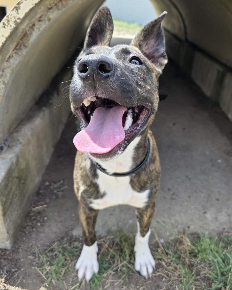 Luna outside in a concrete play tunnel
