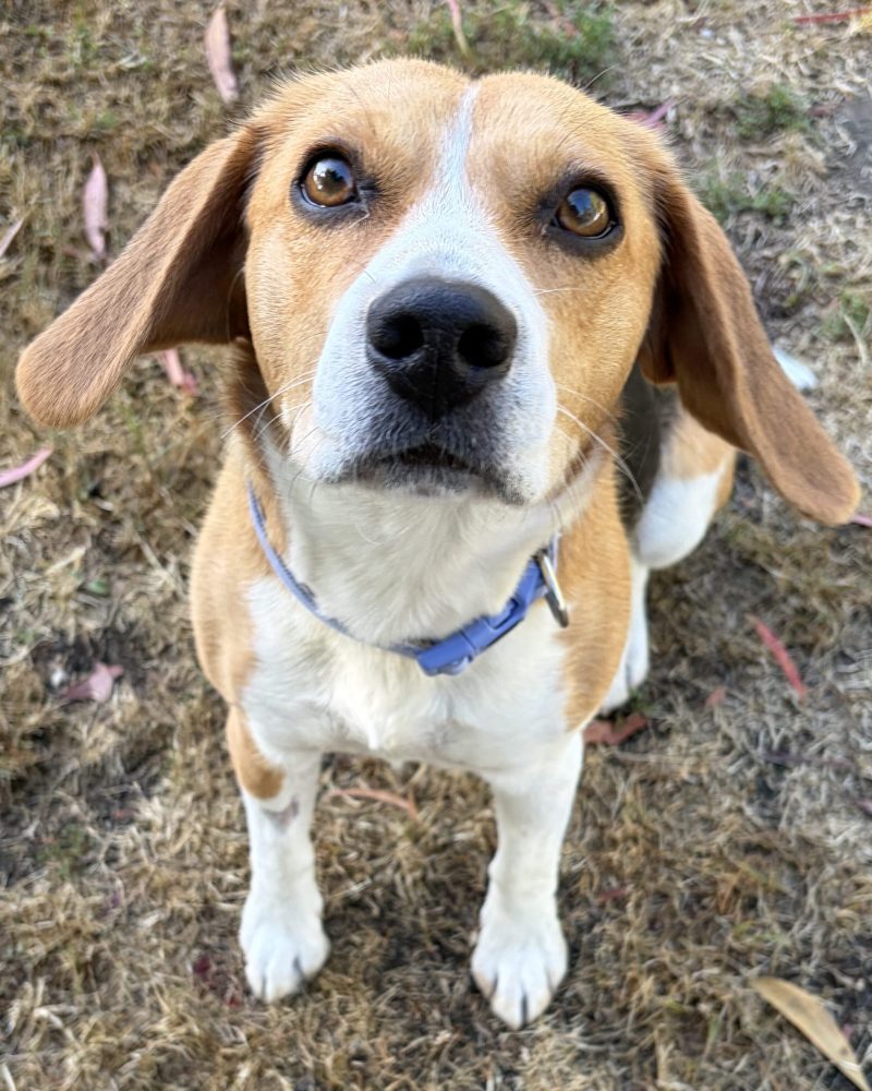 Luna sitting looking at staff intently with ears flapping