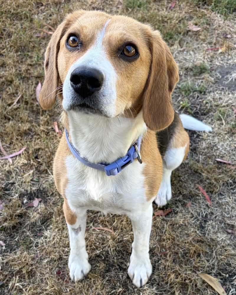 Luna sitting on grass in yard waiting for a treat