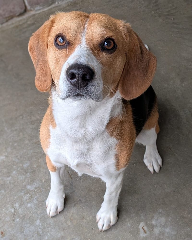 Luna sitting nicely and looking at the camera