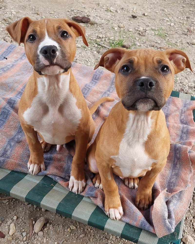 Nemo pups Marlin and Bruce sitting on a dog bed looking up at the camera