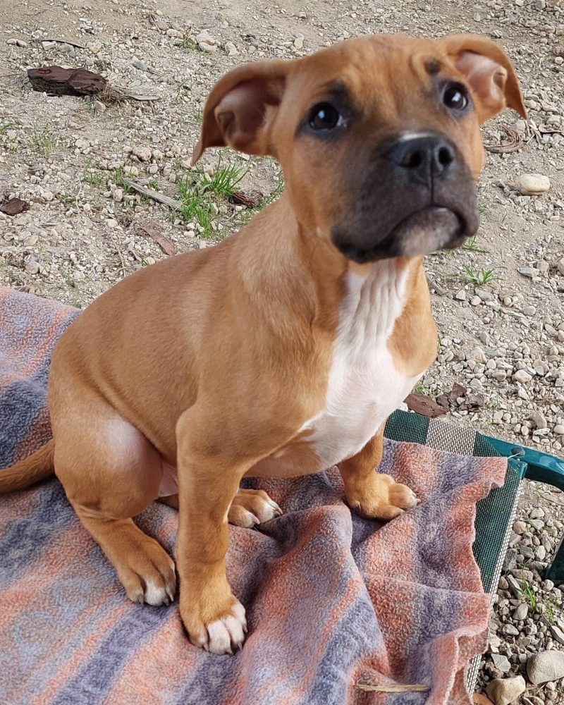 Nemo pup Marlin sitting on a dog bed