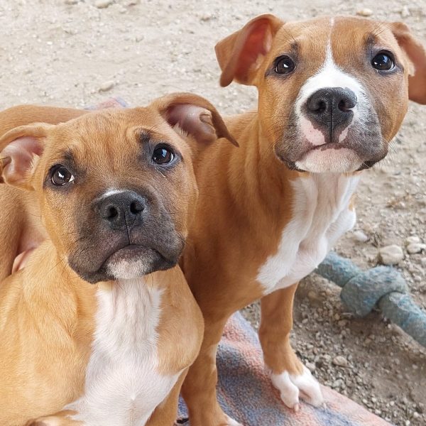 Two Nemo pups close up
