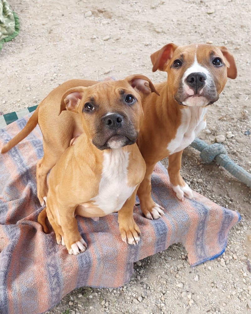 Nemo pups Marlin and Bruce on a dog bed
