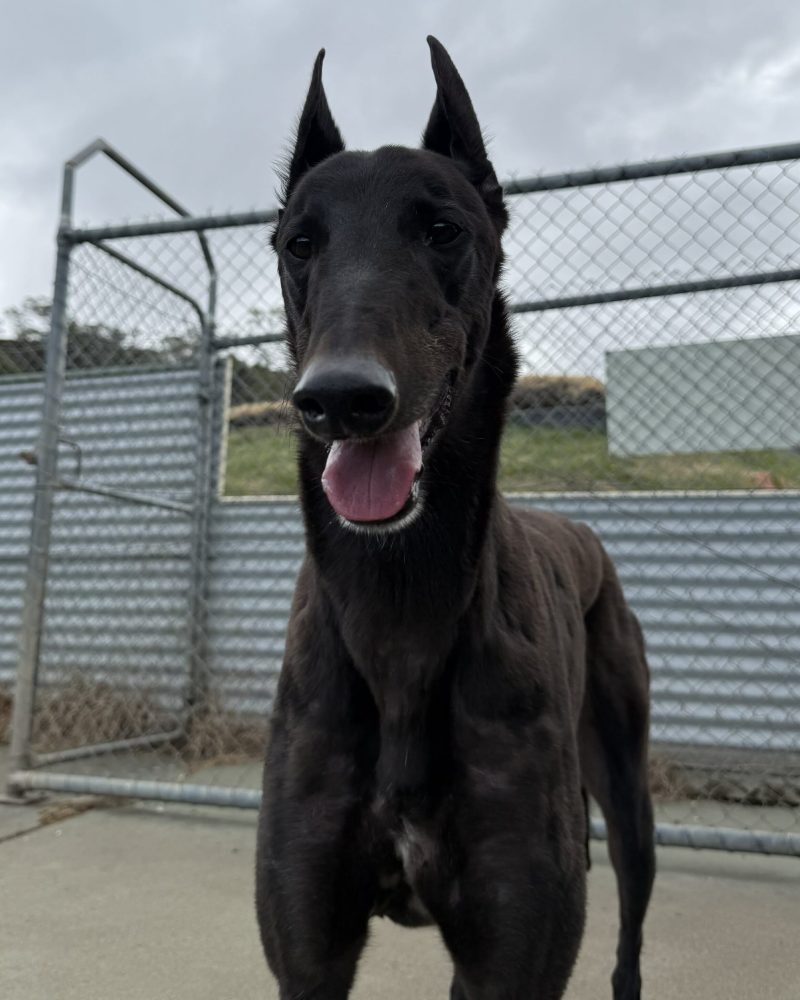 Mate-4-e1767068056606