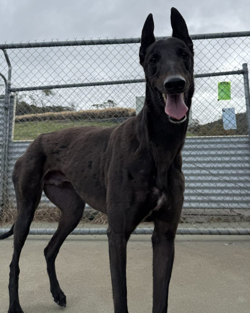 Mate-7-e1767067429164