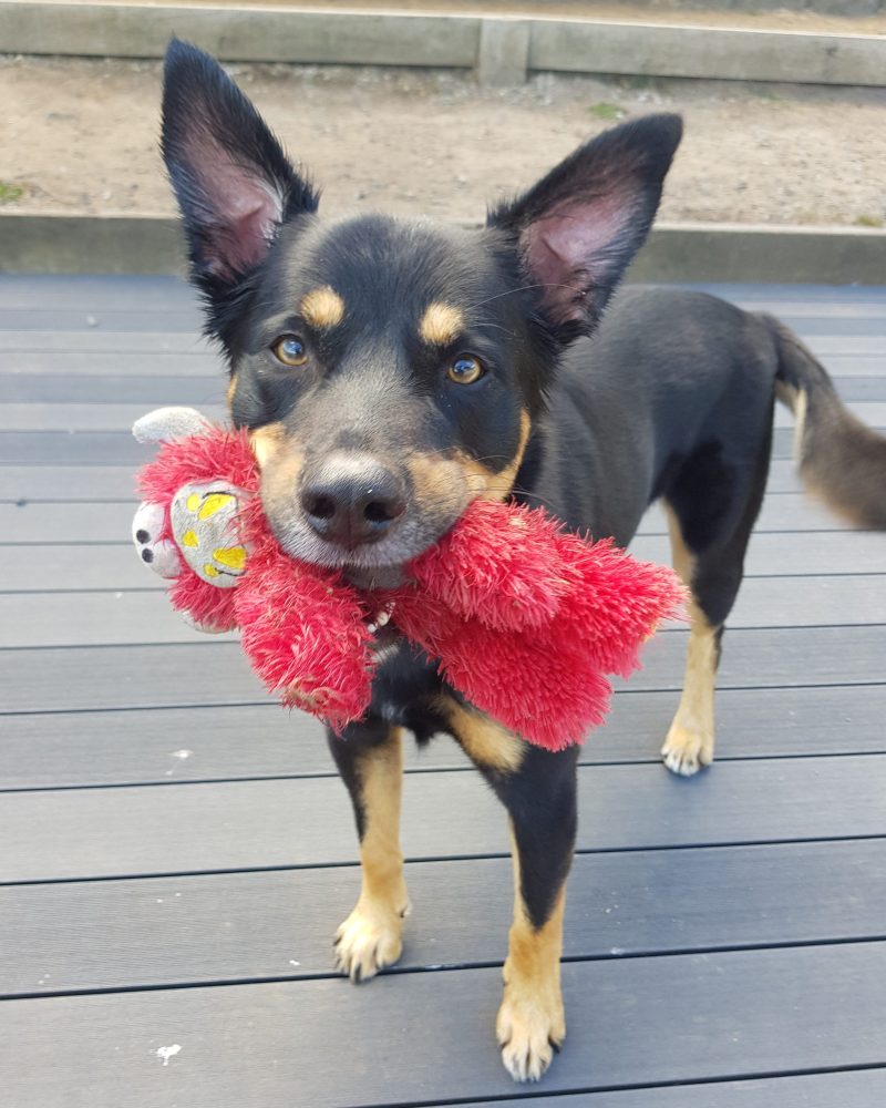 Max carrying red dog toy in his mouth