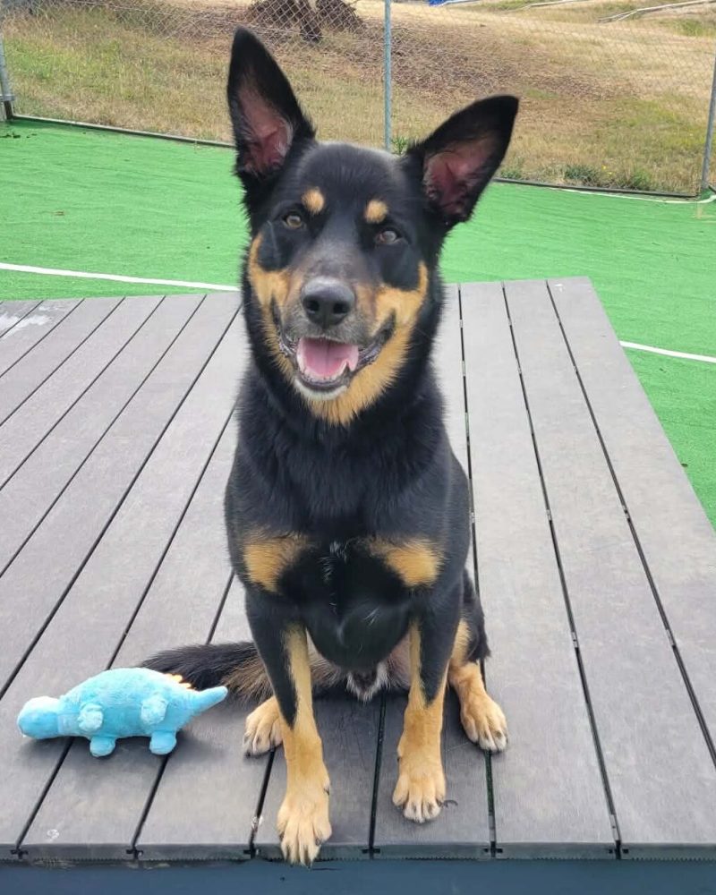 Max sitting on a deck