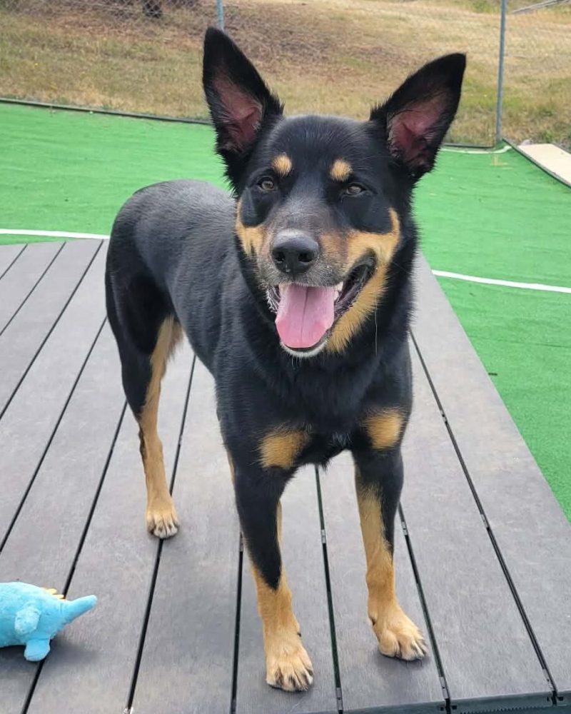 Max outside standing on a deck
