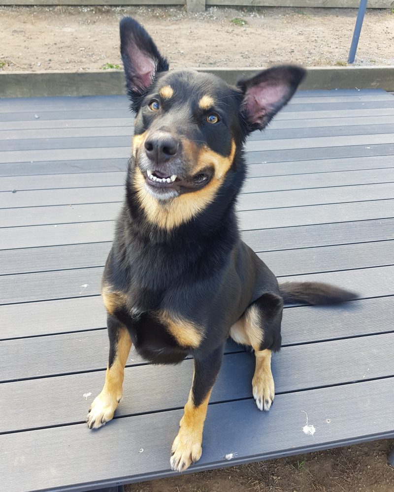 Max sitting on decking with a goofy grin