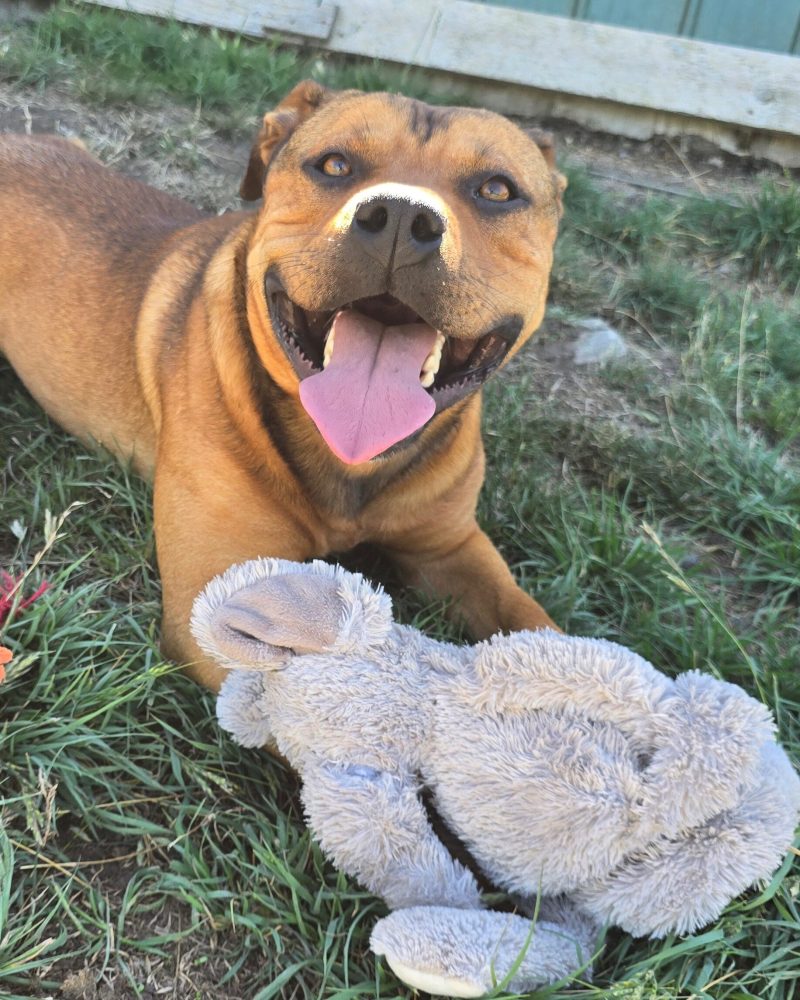 Max outside on grass with a toy