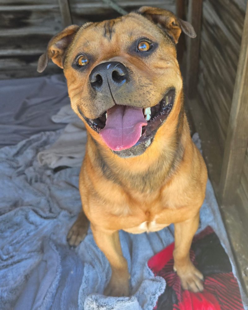 Max sitting inside a kennel