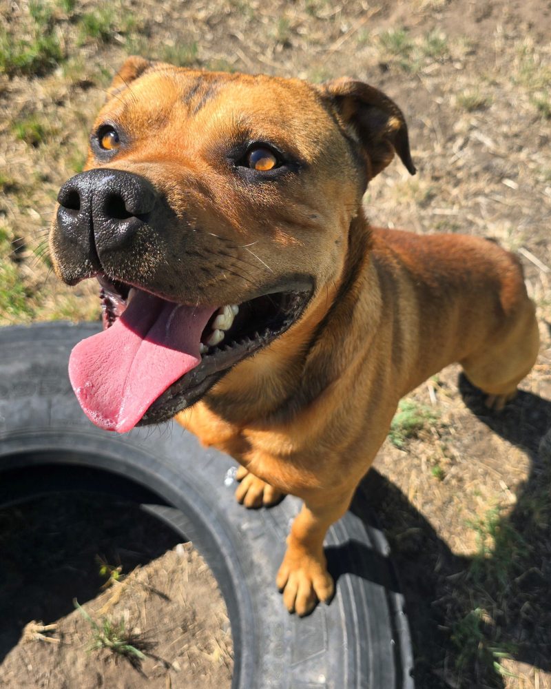 Max outside in the sun with his front paws on a tyre