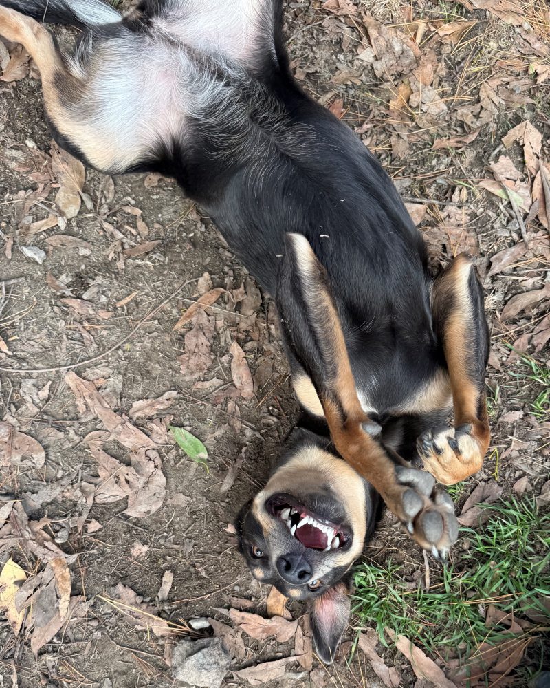 Maxine lying on her back looking cute