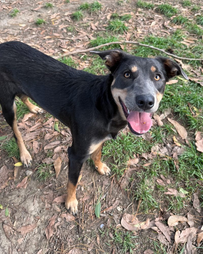 Maxine standing in the yard with a happy face
