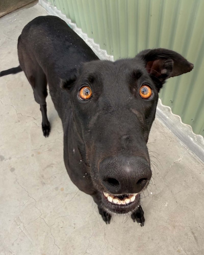 Dexter standing outside showing his freshly cleaned teeth