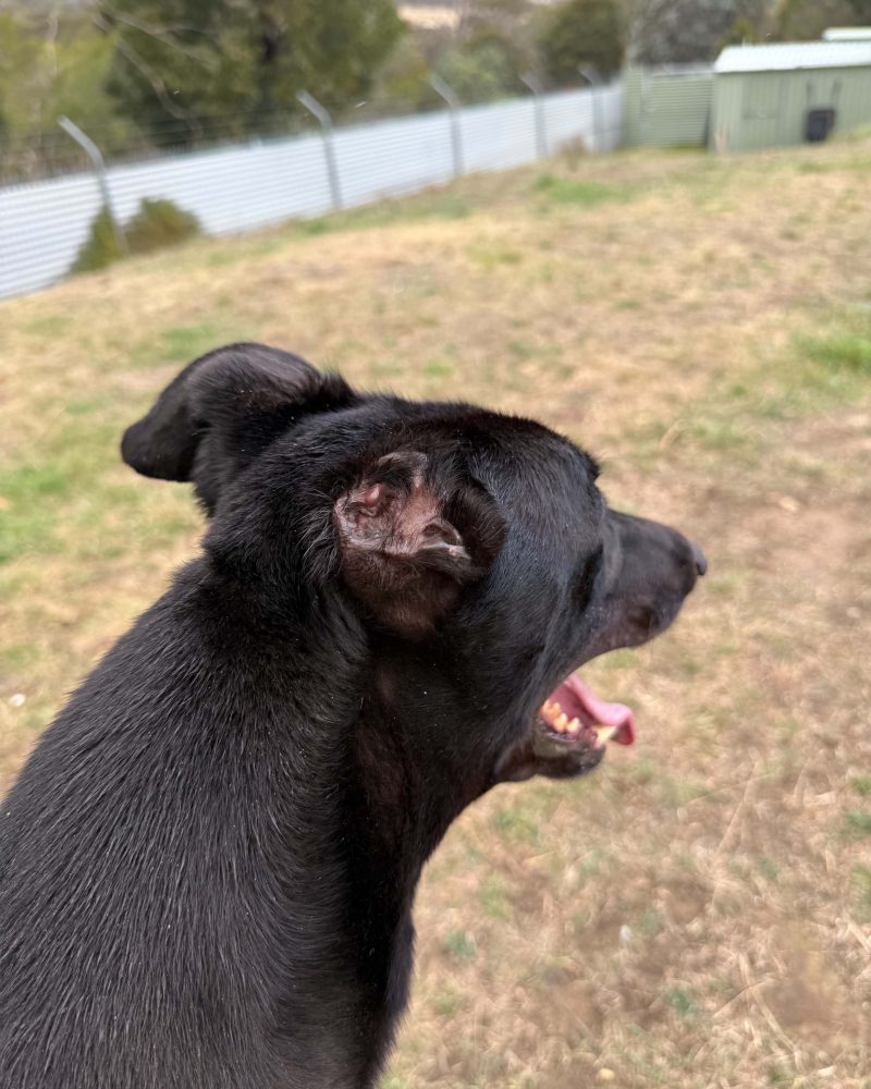 Dexter showing off his missing ear