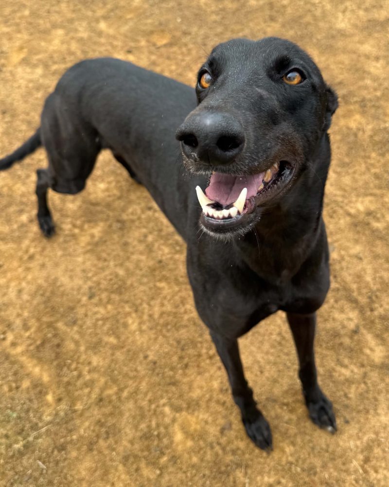 Dexter standing outside looking happy