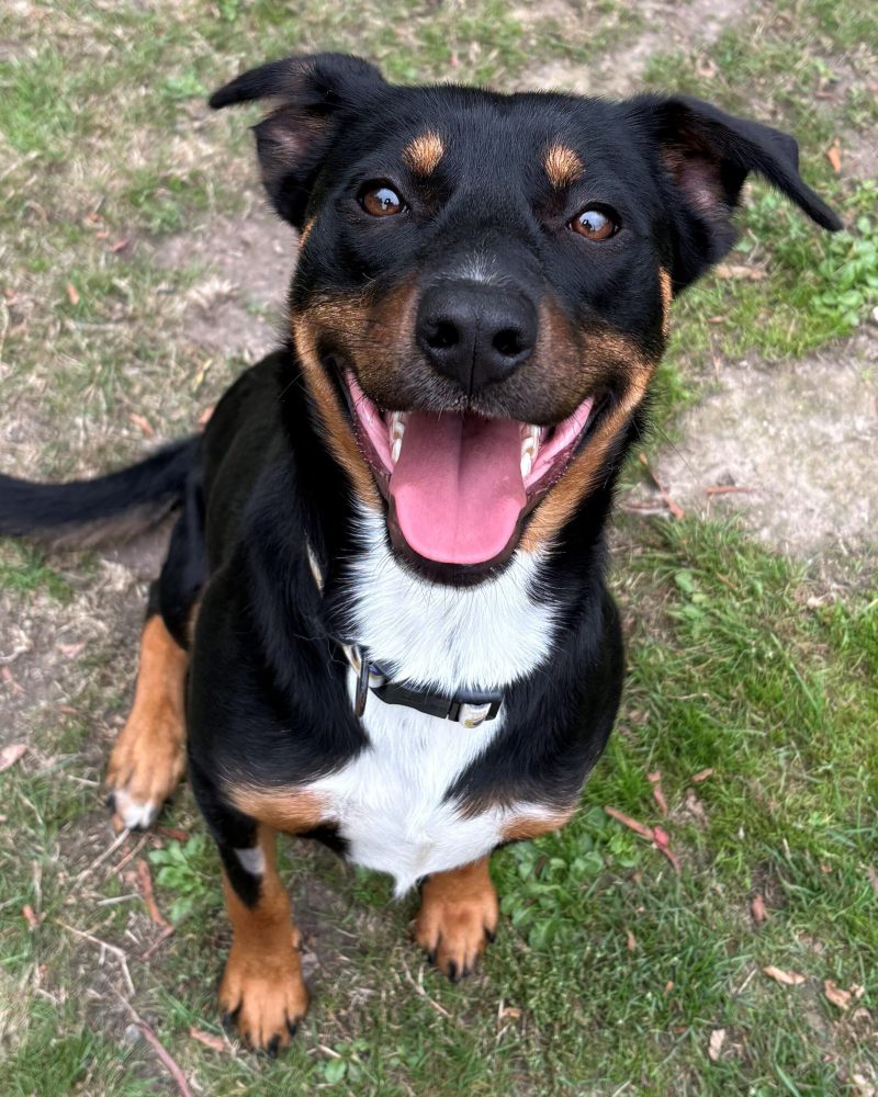 Missy sitting in the yard looking up with a big smile