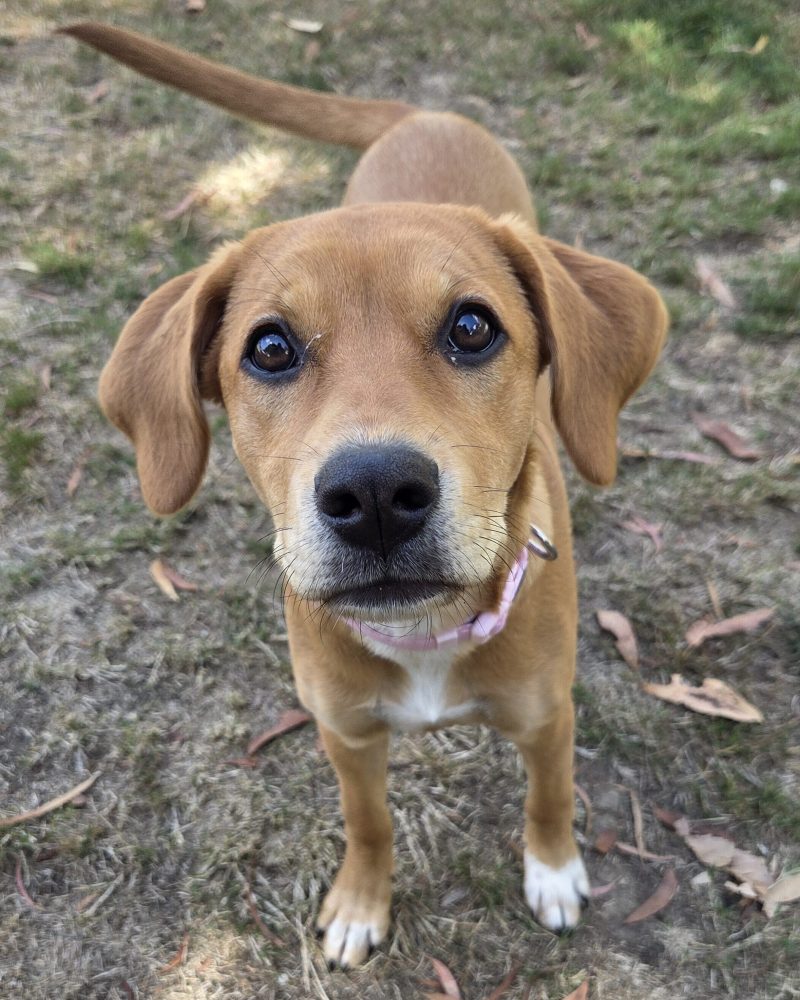 Missy standing in the yard looking straight at the camera