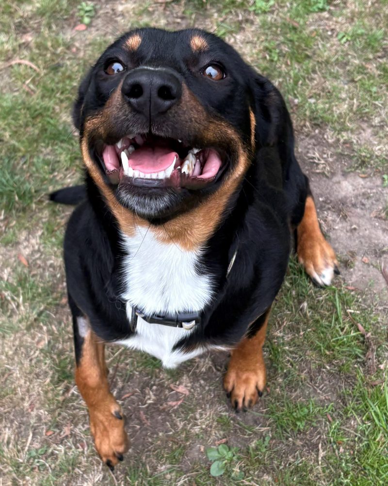 Missy sitting and looking up eagerly awaiting some more ball play