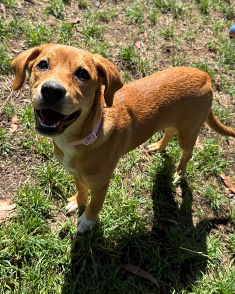 Missy standing in the yard with a big smile
