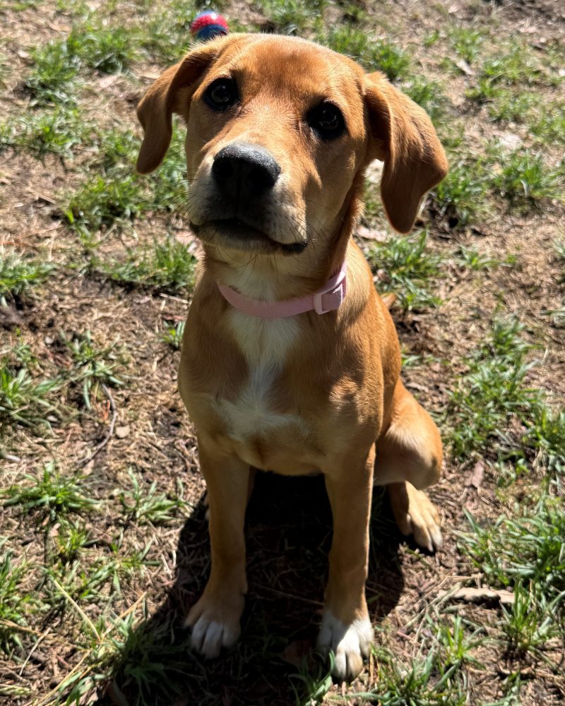 Missy displaying her best sit to the staff